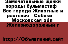 Замечательные щенки породы бульмастиф - Все города Животные и растения » Собаки   . Московская обл.,Железнодорожный г.